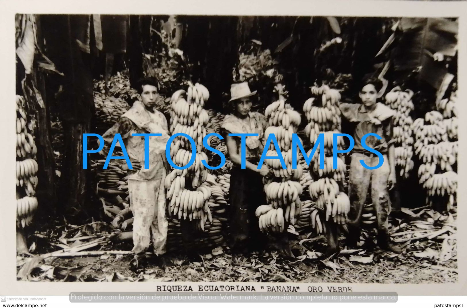 197236 EQUATOR COSTUMES NATIVE RECOLECTA DE BANANA ORO VERDE PHOTO NO POSTAL POSTCARD - Equateur