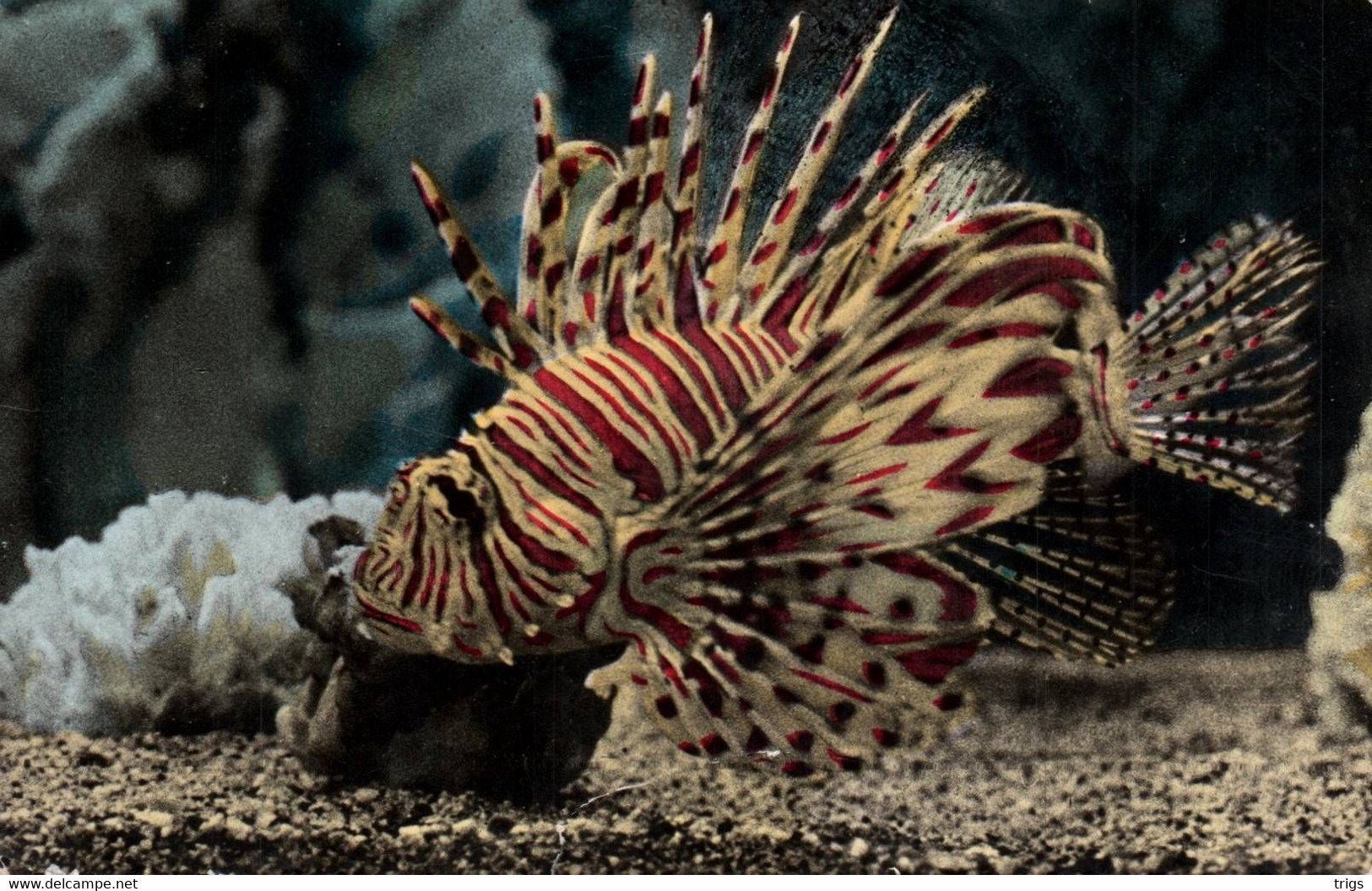 Monaco (Aquarium) - Pterois Volitans - Musée Océanographique