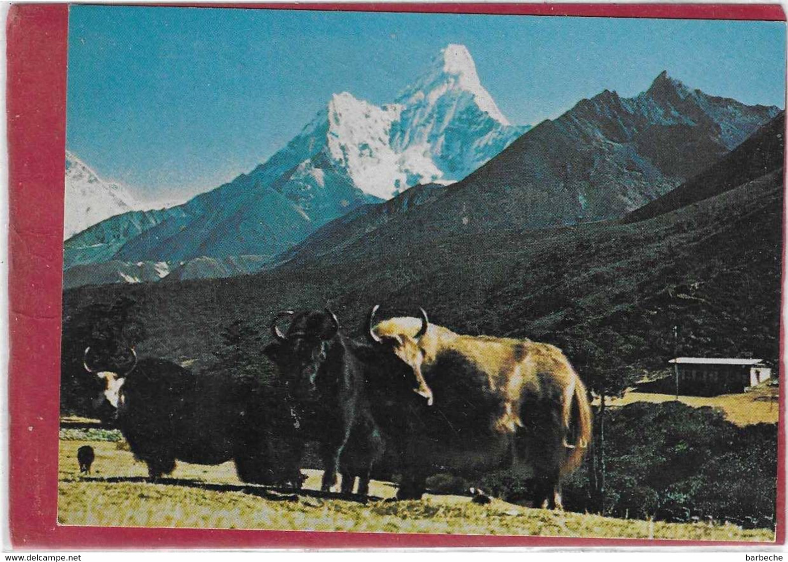 Mt AMADABLAM AND YAK NEPAL - Népal