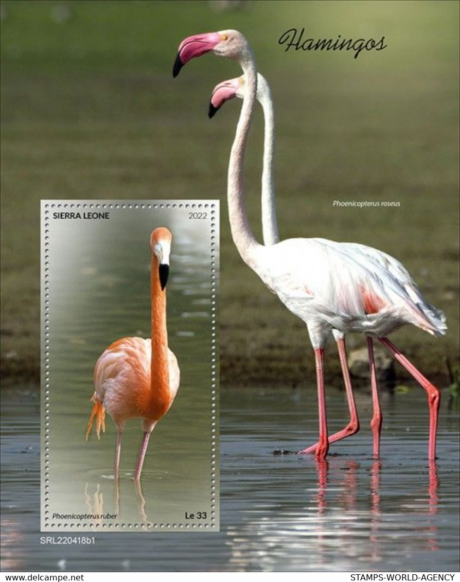 2022-08 - SIERRA LEONE - FLAMINGOS I             1V    MNH** - Flamingos