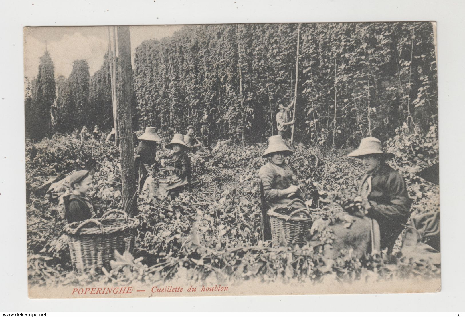 Poperinge  Poperinghe  Cueillette Du Houblon  HOP  HOUBLON - Poperinge