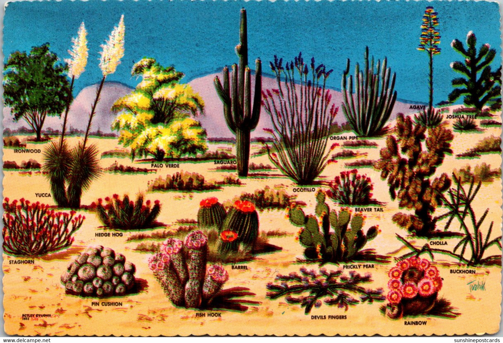 Cactus Cacti And Desert Flora Of The Great Southwest - Cactus