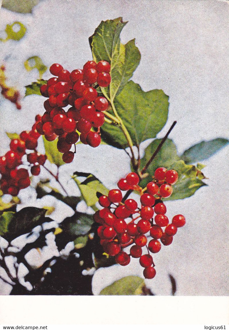 RED CURRENT: STATIONERY POSTCARD, 1967, USED, ROMANIA. - Geneeskrachtige Planten