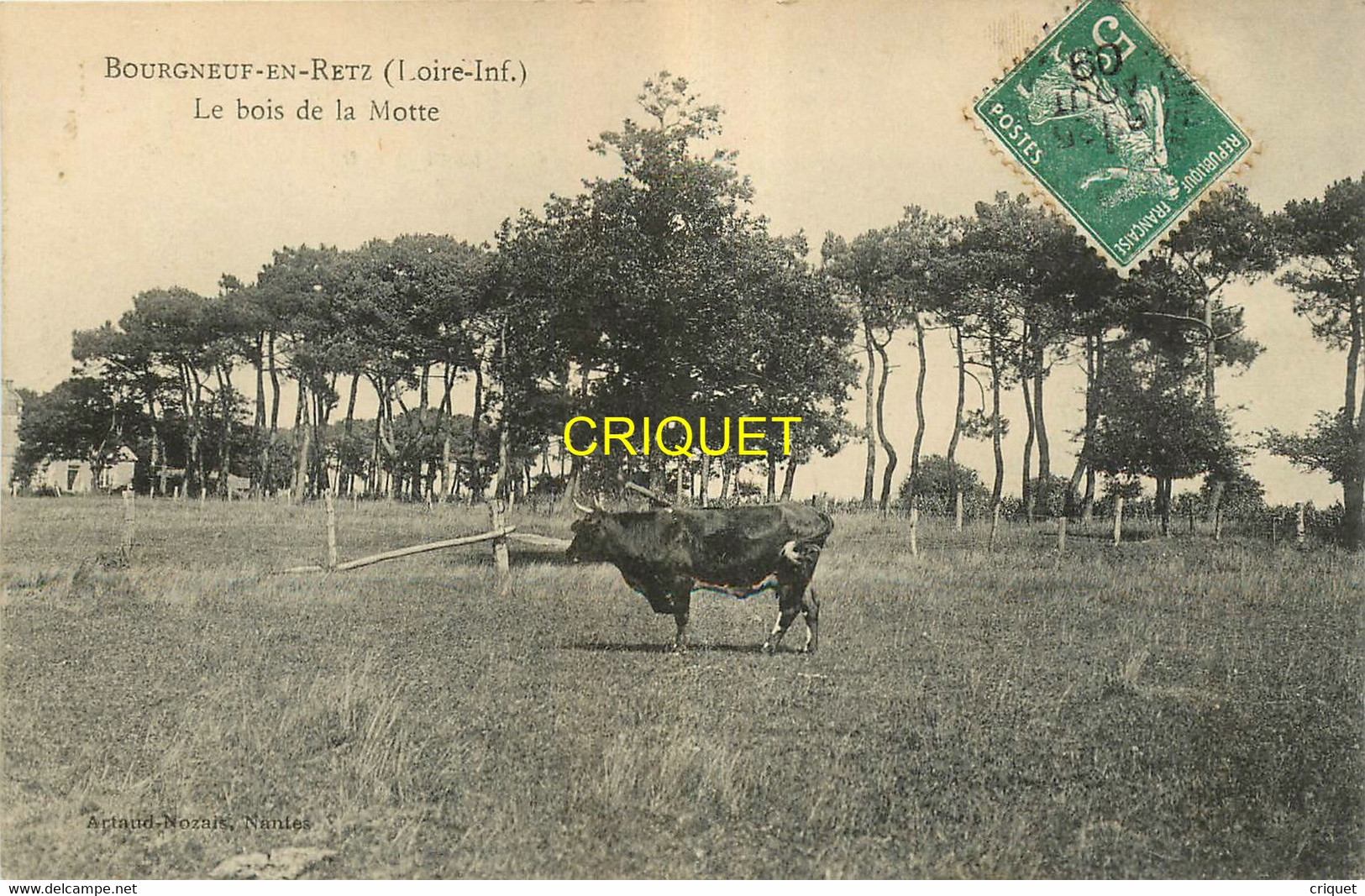 44 Bourgneuf, Le Bois De La Motte, Taureau Au 1er Plan, Carte Pas Courante - Bourgneuf-en-Retz