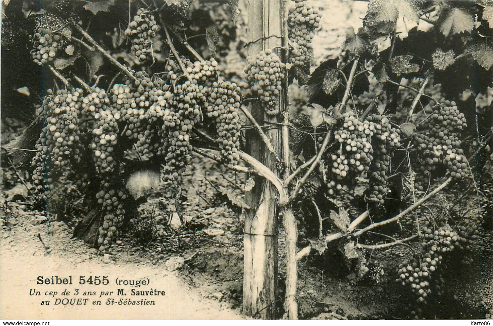 St Sébastien Sur Loire * Vignoble * Seibel 5455 Rouge * Un Cep De 3 Ans Par M SAUVÊTRE , Au Douet - Saint-Sébastien-sur-Loire