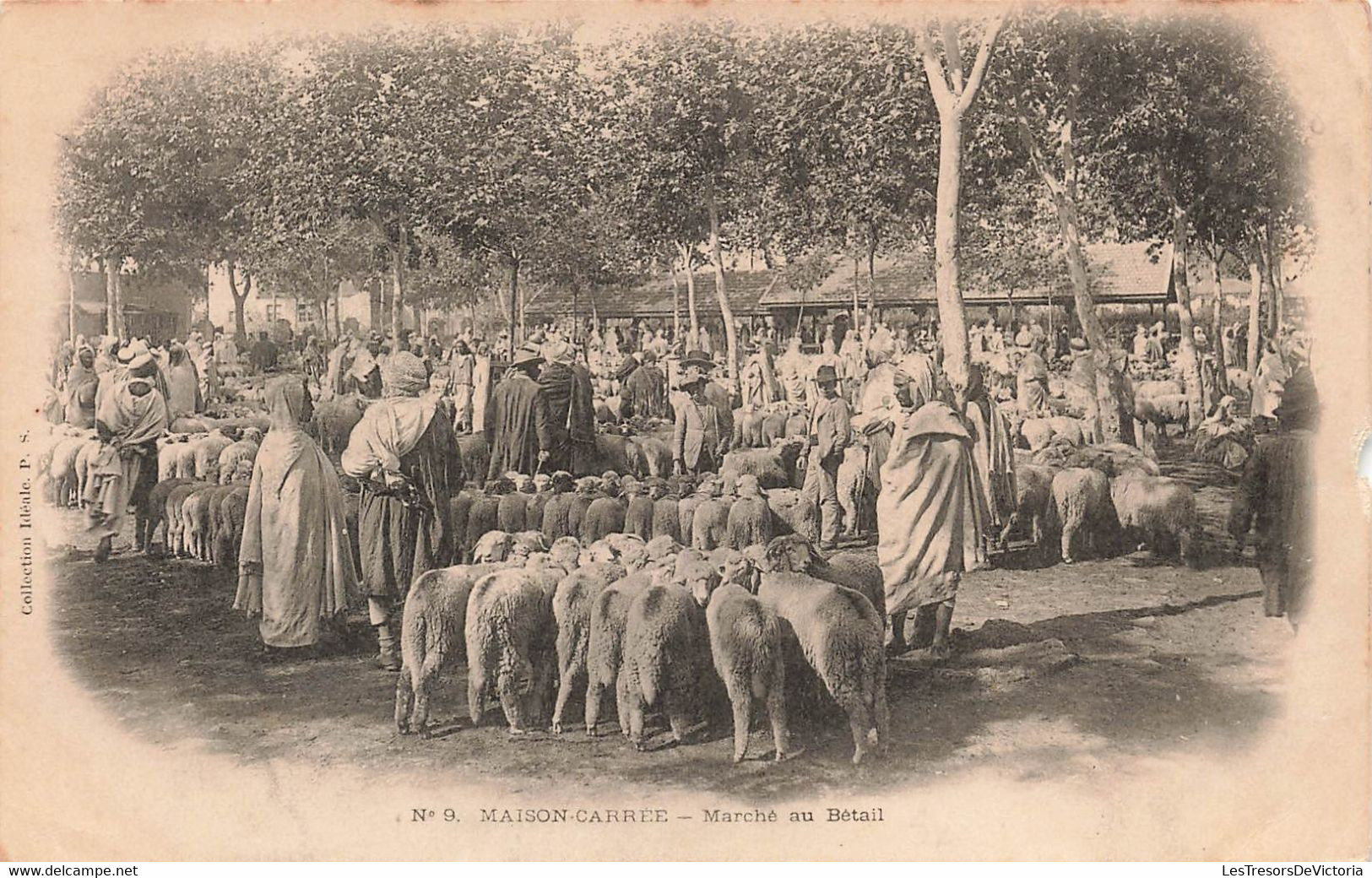 CPA Maison Carrée - Marché Au Betail - Moutons - Collection Ideale P S - Professioni