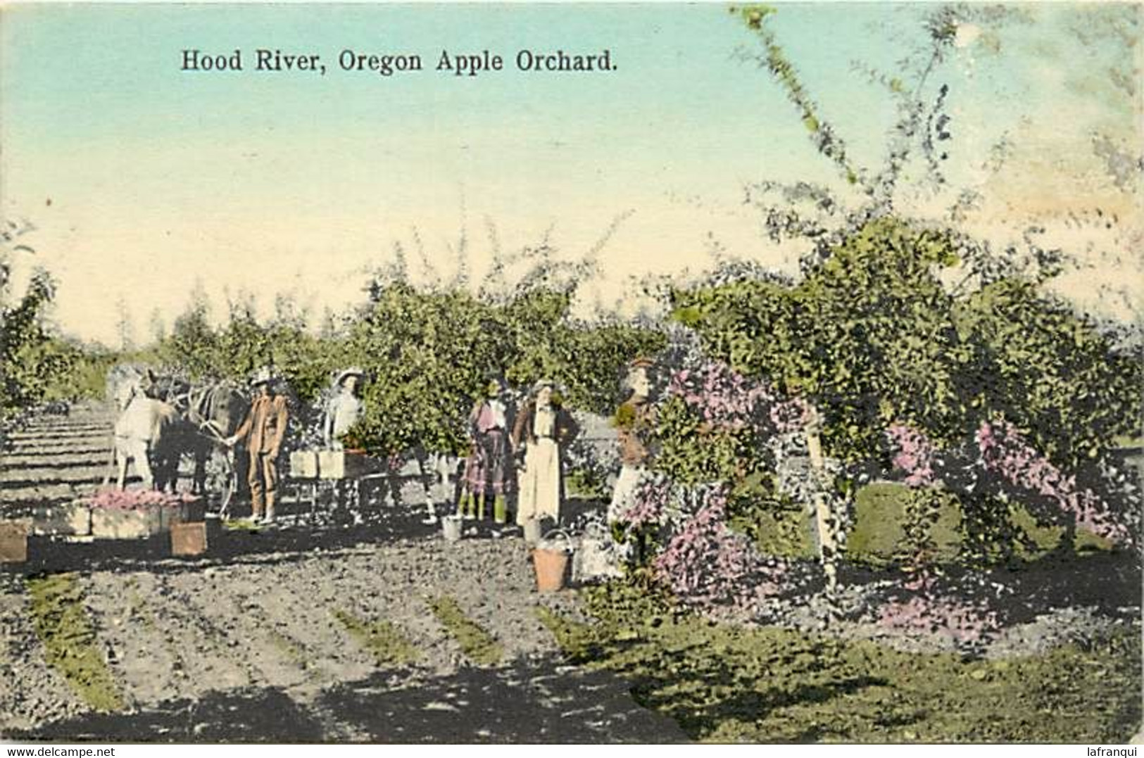 Pays Div -ref BB182- Etats Unis D Amerique - Usa - Hood River , Oregon Apple Orchard  - - Sonstige & Ohne Zuordnung