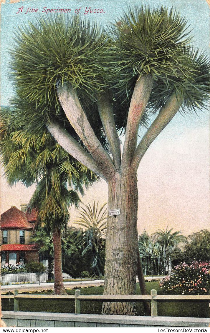 CPA ETATS UNIS - A Fine Specimen Of Yucca - Oblitéré A Phoenix En 1909 - Sonstige & Ohne Zuordnung