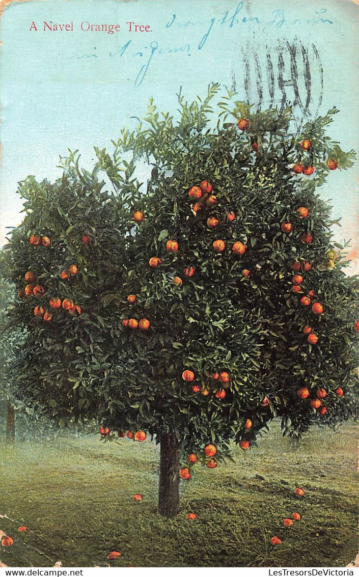 CPA ETATS UNIS - Arizona - A Navel Orange Tree  - Oblitéré A Phoenix En 1908 - Autres & Non Classés