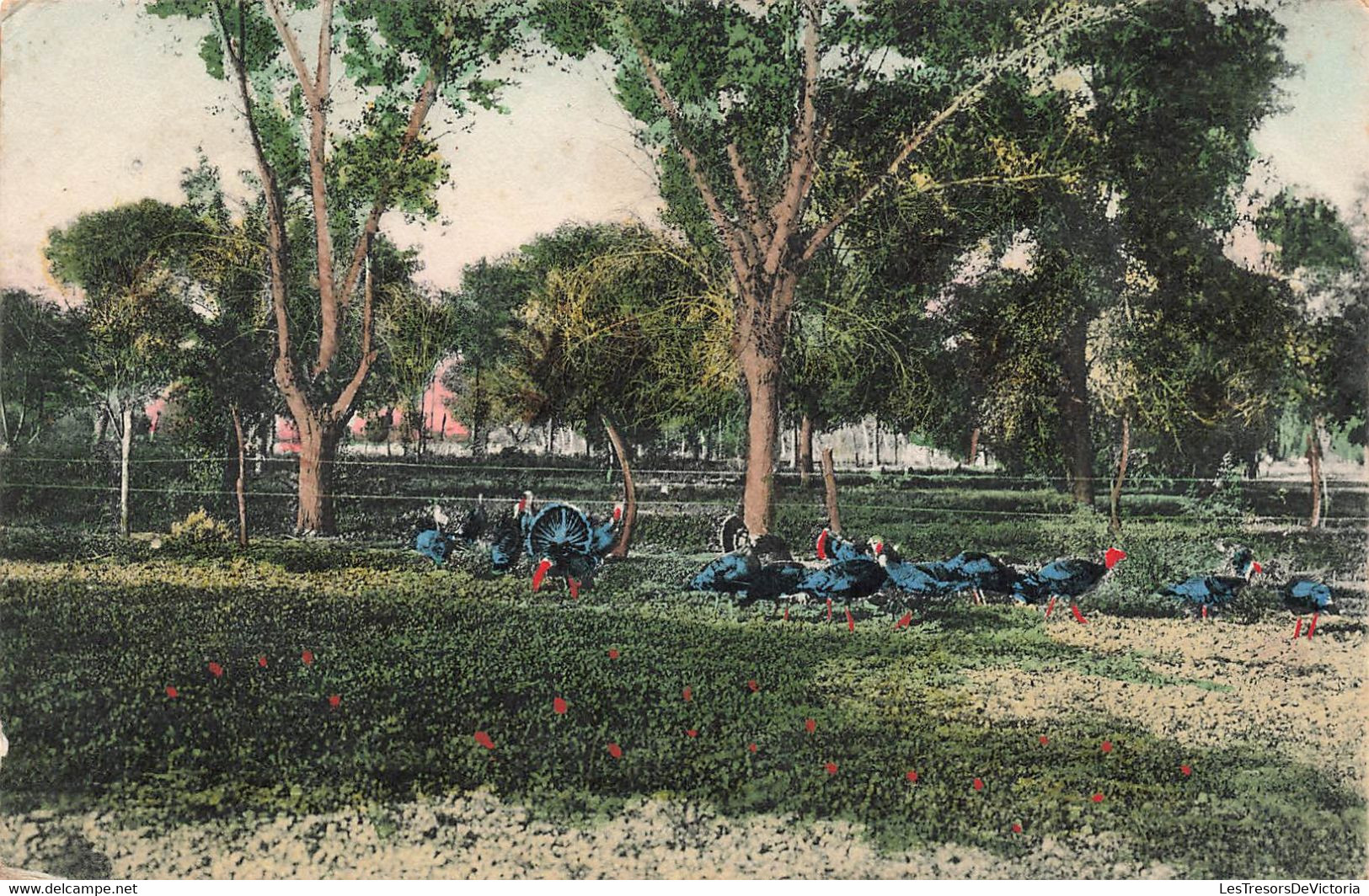 CPA ETATS UNIS - Arizona - Animaux - Dindons Dans Un Parc - Oblitéré A Phoenix En 1907 - Colorisé - Other & Unclassified