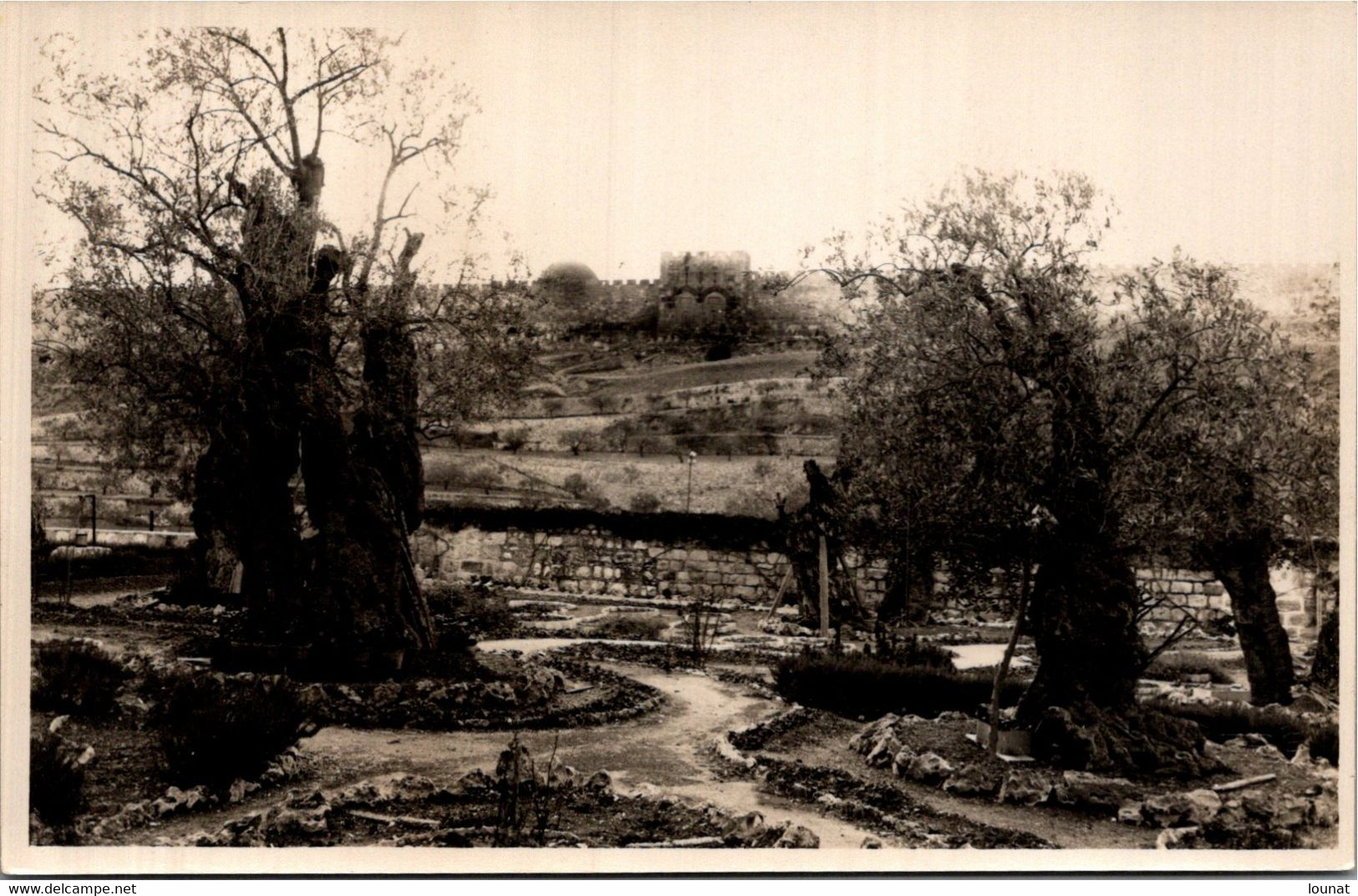 ISRAEL - JERUSALEM - Jardin Des Oliviers - Palästina