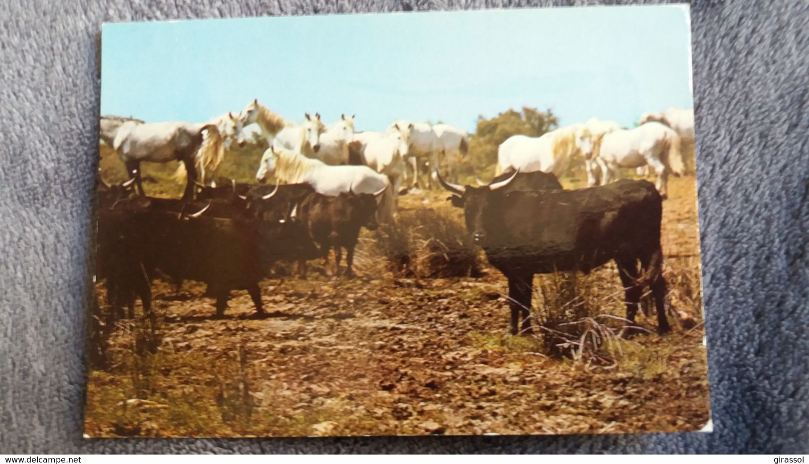 CPSM TAUREAU CHEVAL CHEVAUX EN  CAMARGUE MANADE DE TAUREAUX CHEVAUX SAUVAGES ED SL - Bull