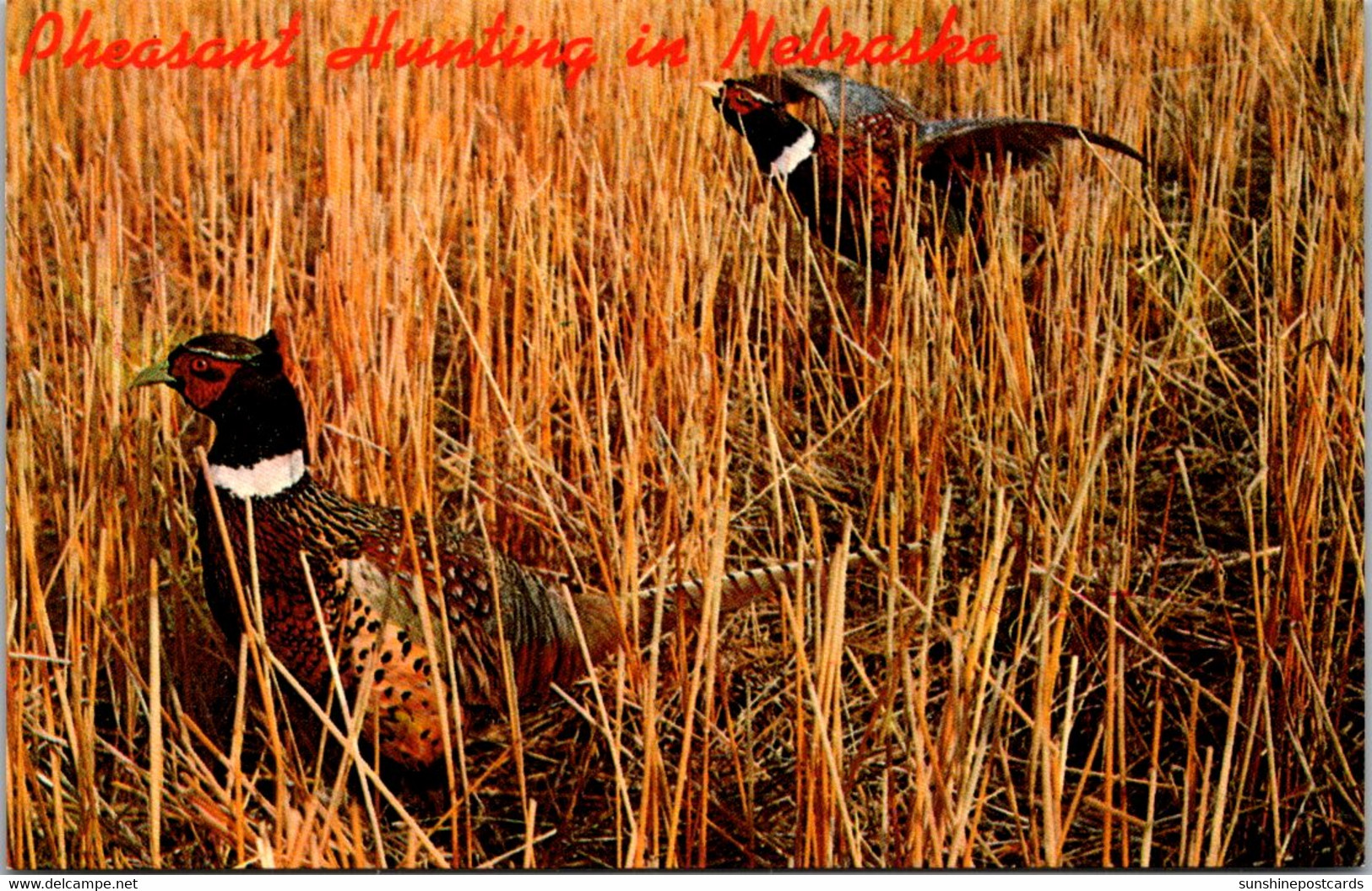 Nebraska Pheasant Hunting - Other & Unclassified