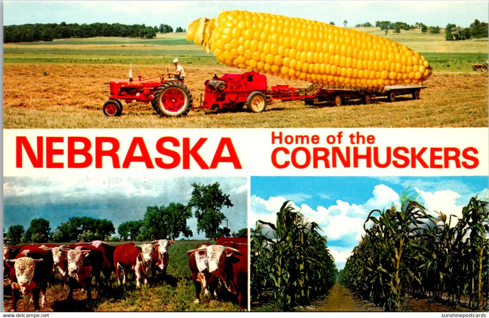 Nebraska Home Of The Cornhuskers Split View With Large Ear Of Corn Cattle And Corn Field - Autres & Non Classés