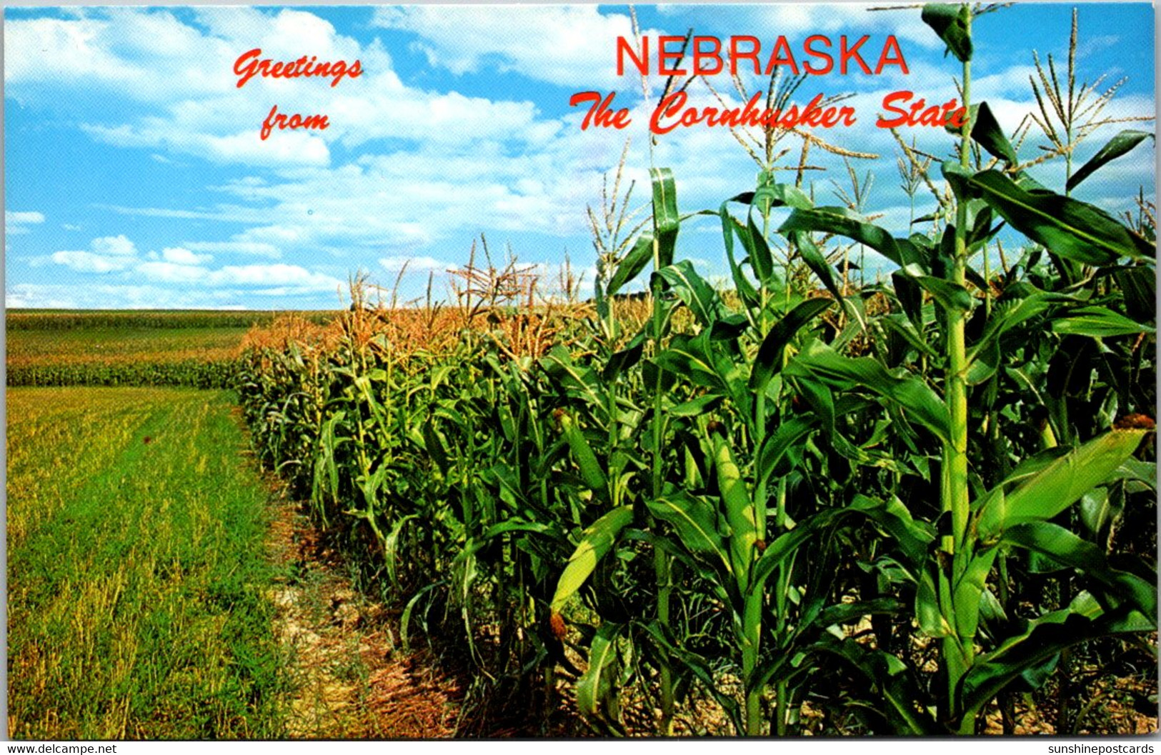 Nebraska Greetings From The Cornhusker State With Corn Field - Other & Unclassified