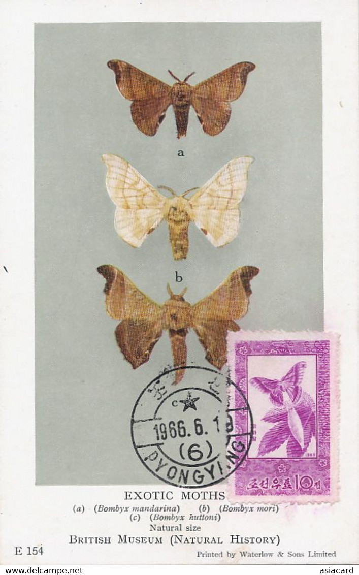Maximum Card ( Same Card As The Stamp ) Butterfly Bombyx Silk . Papillon Ver à Soie . 1966 Pyongyang - Corea Del Norte