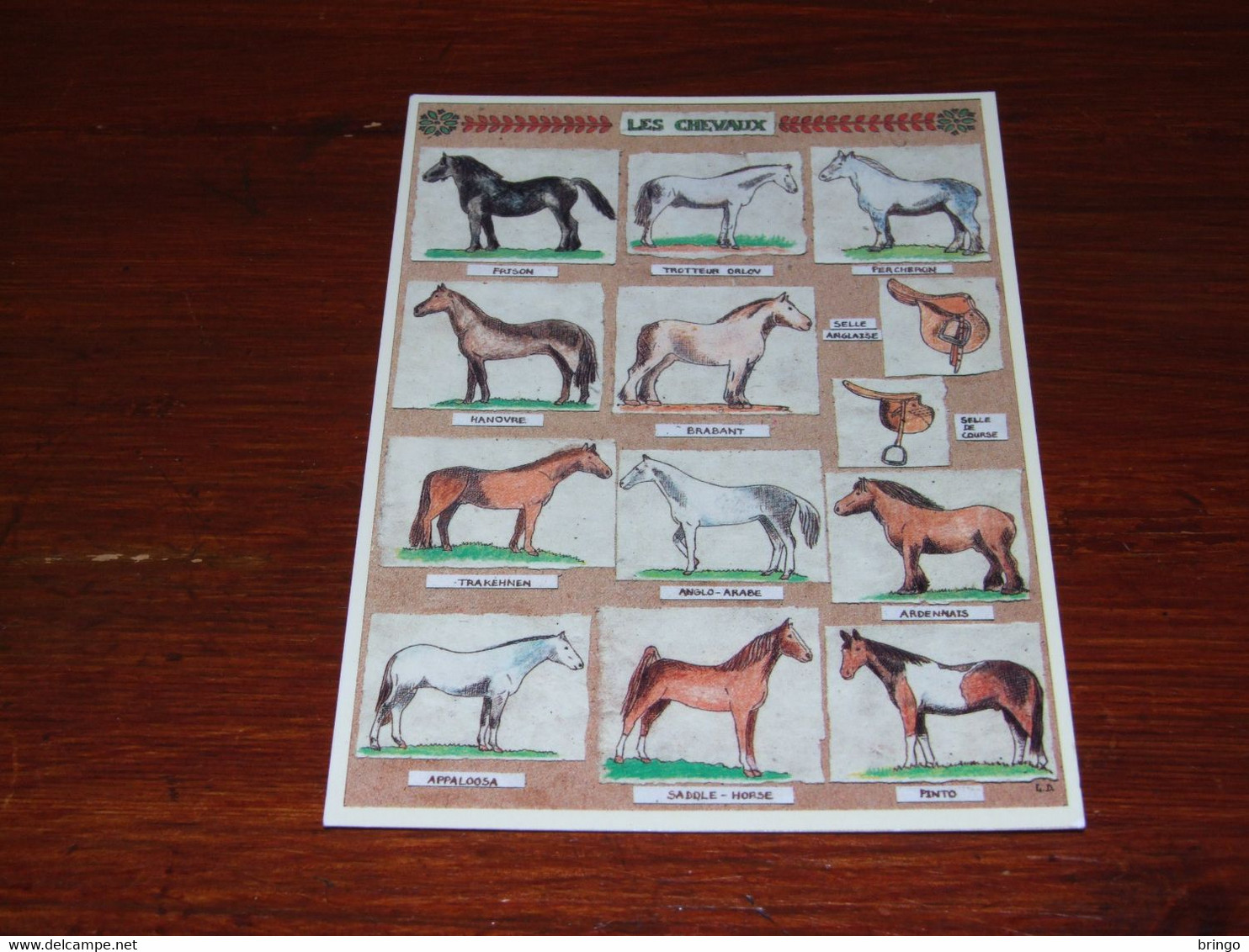 56458-             HORSE, HORSES, PAARDEN, PFERDE, CHEVAUX, CABALLOS, CAVALLI - Cavalli