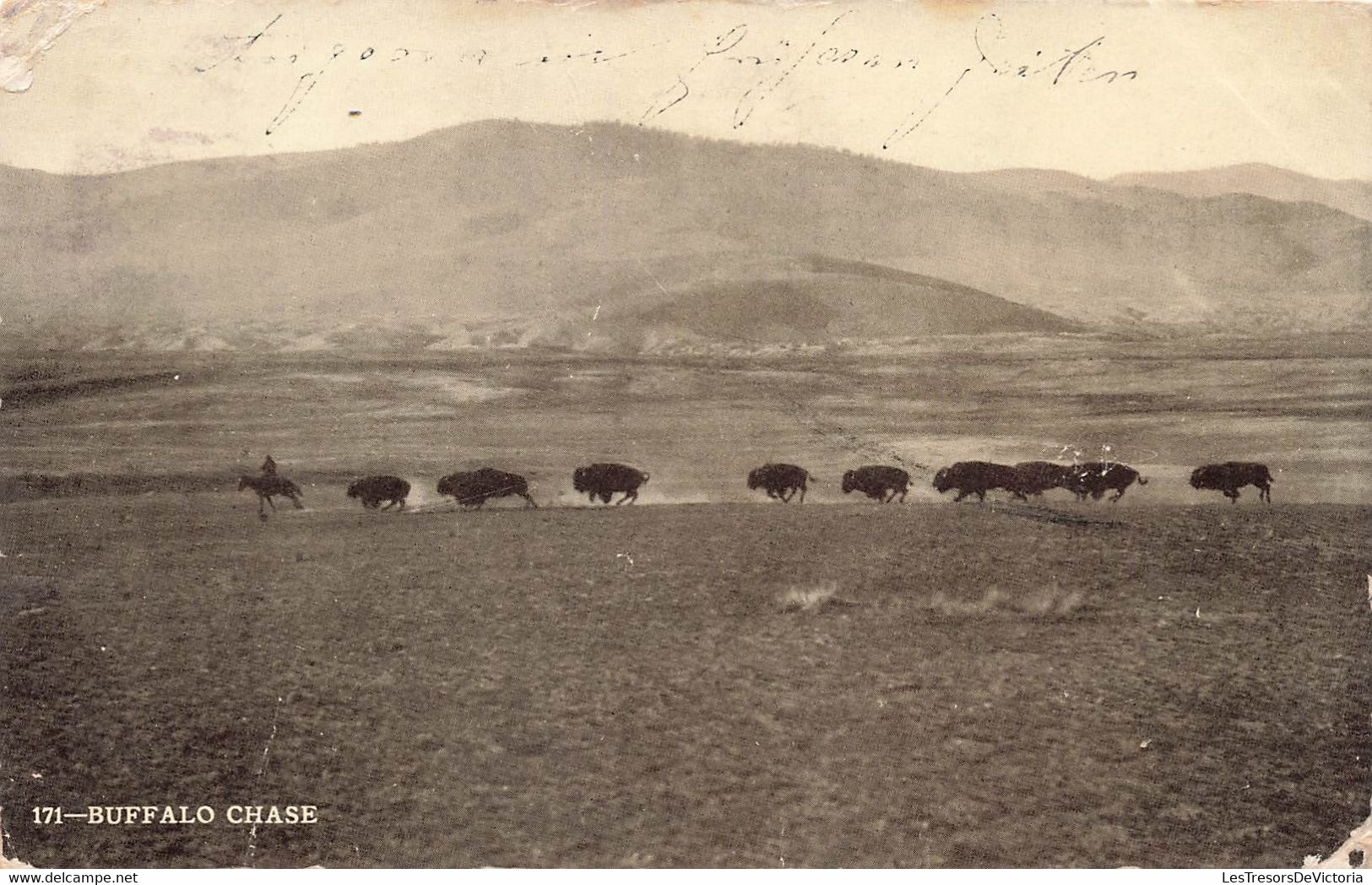 CPA Buffalo Chase - Chase De Bisons - Oblitéré A Phoenix En 1908 - Altri & Non Classificati