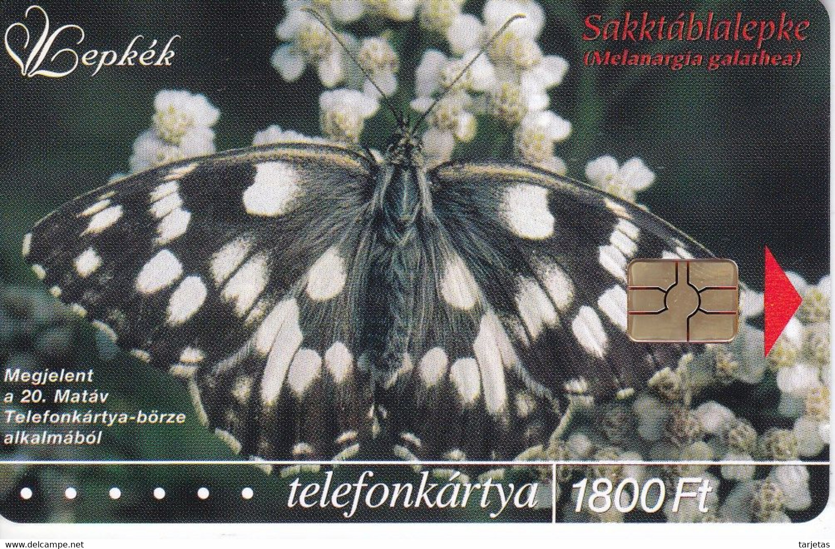 TARJETA DE HUNGRIA DE UNA MARIPOSA (BUTTERFLY) TIRADA 2000 - Butterflies