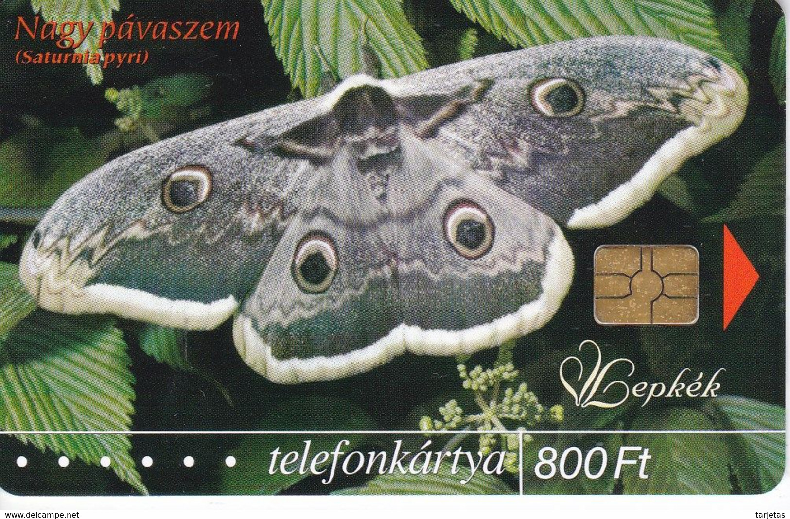 TARJETA DE HUNGRIA DE UNA MARIPOSA (BUTTERFLY) TIRADA 30000 - Schmetterlinge