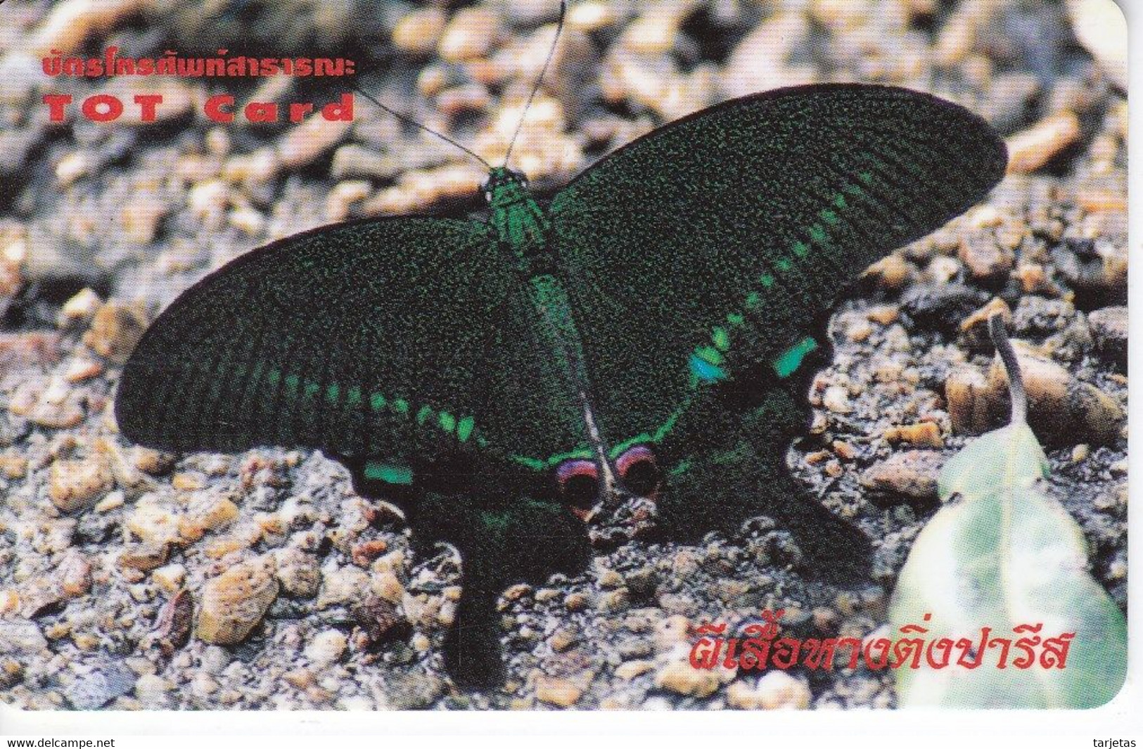 TARJETA DE TAILANDIA DE UNA MARIPOSA (BUTTERFLY) - Schmetterlinge