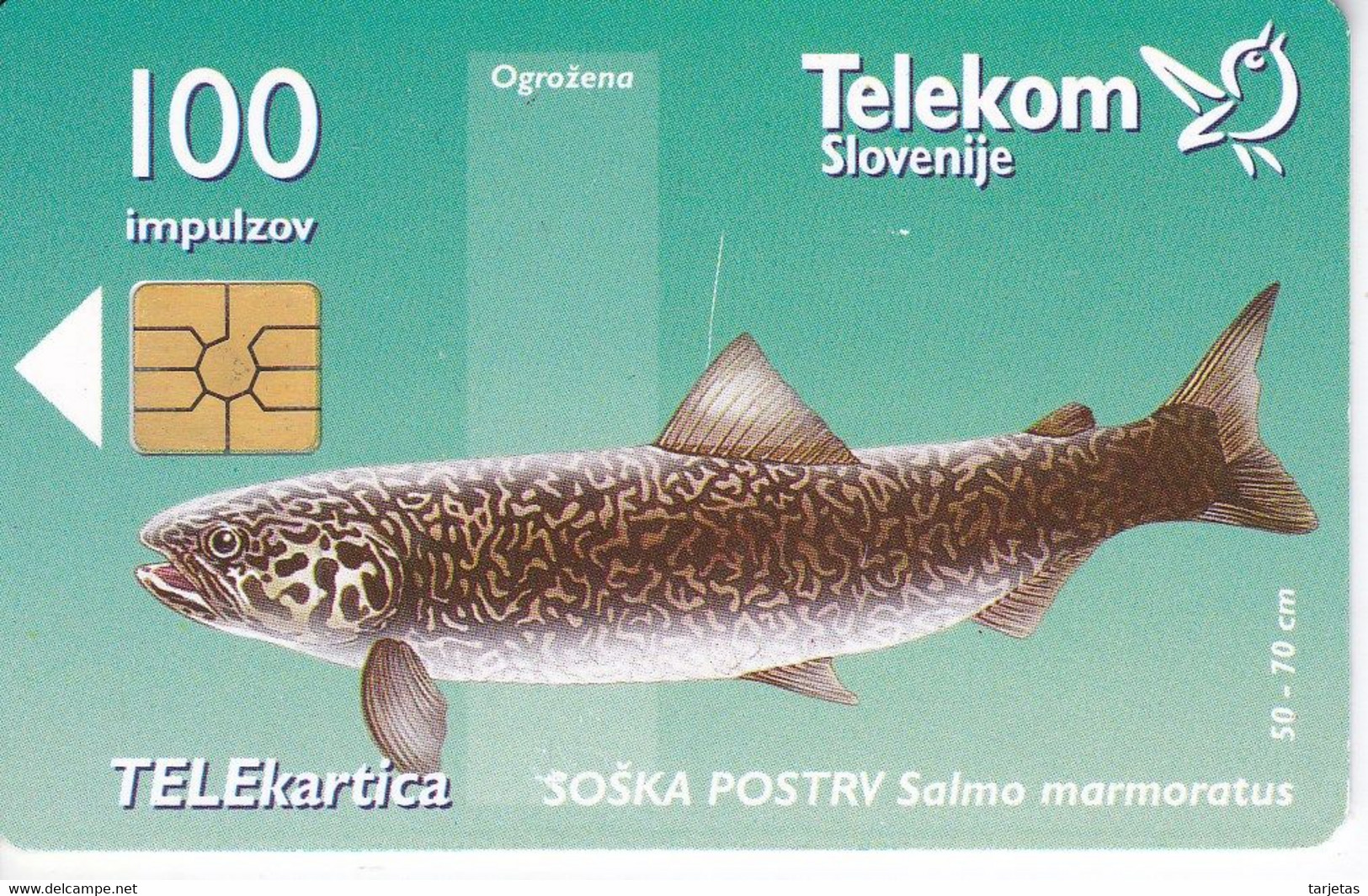 TARJETA DE ESLOVENIA DE UN SALMON 100 IMPULZOV (FISH-PECES-PEZ) - Fische