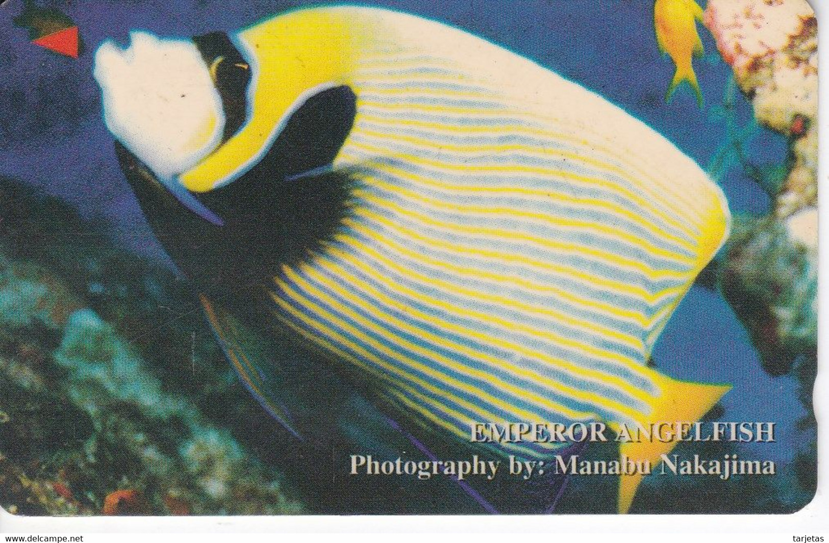 TARJETA DE VIETNAM DE UN ANGELFISH (PEZ ANGEL - FISH) - Peces