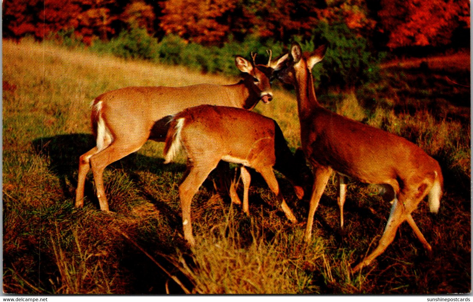 White Tail Deer "Little Dears" Send Greetings - Andere & Zonder Classificatie