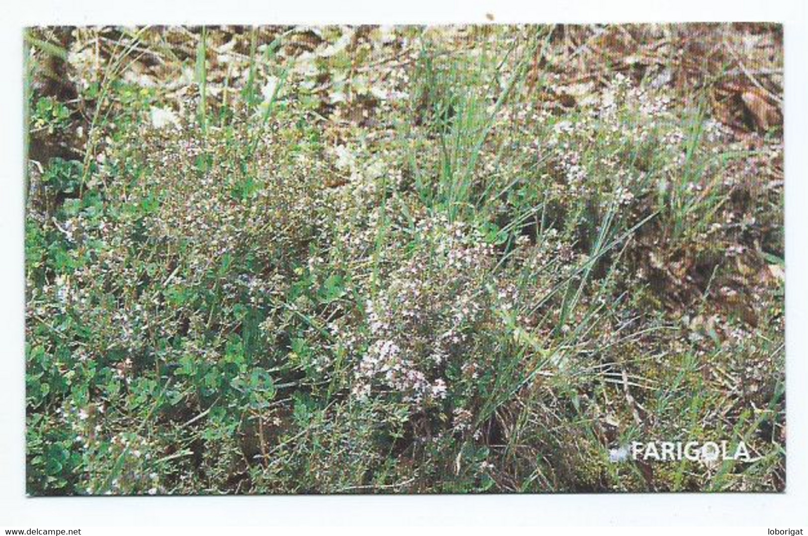 FARIGOLA, FRIGOLA, TIMÓ, TIMONET.- MUSEU TRIAS DE LES GALETES.- SANTA COLOMA DE FARNERS.- LA SELVA.- GIRONA - CATALUNYA. - Medicinal Plants