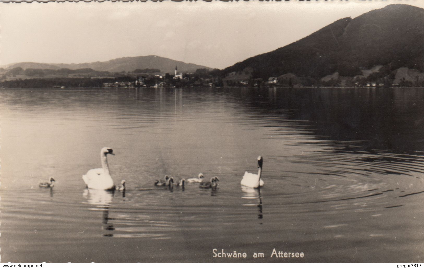 C978) Schwäne Am ATTERSEE - SChwan Familie ALT ! - Attersee-Orte