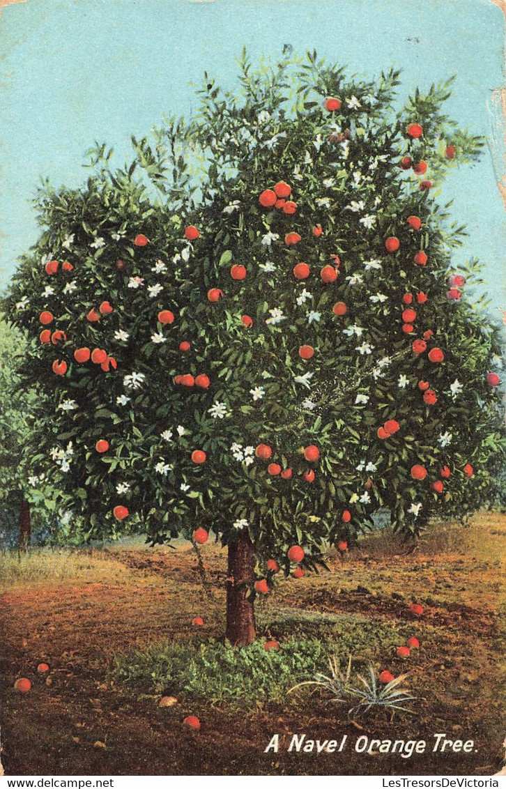 CPA Amérique - A Navel Orange Tree - Arbre En Fleur - Oranger - Autres & Non Classés