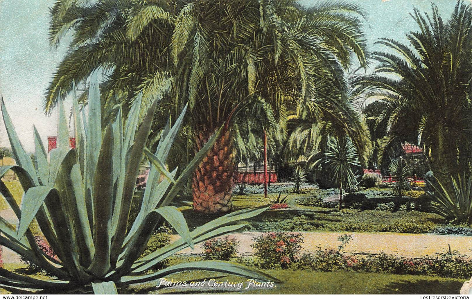 CPA Amérique - Palms And Century Plants - Palmiers - Otros & Sin Clasificación