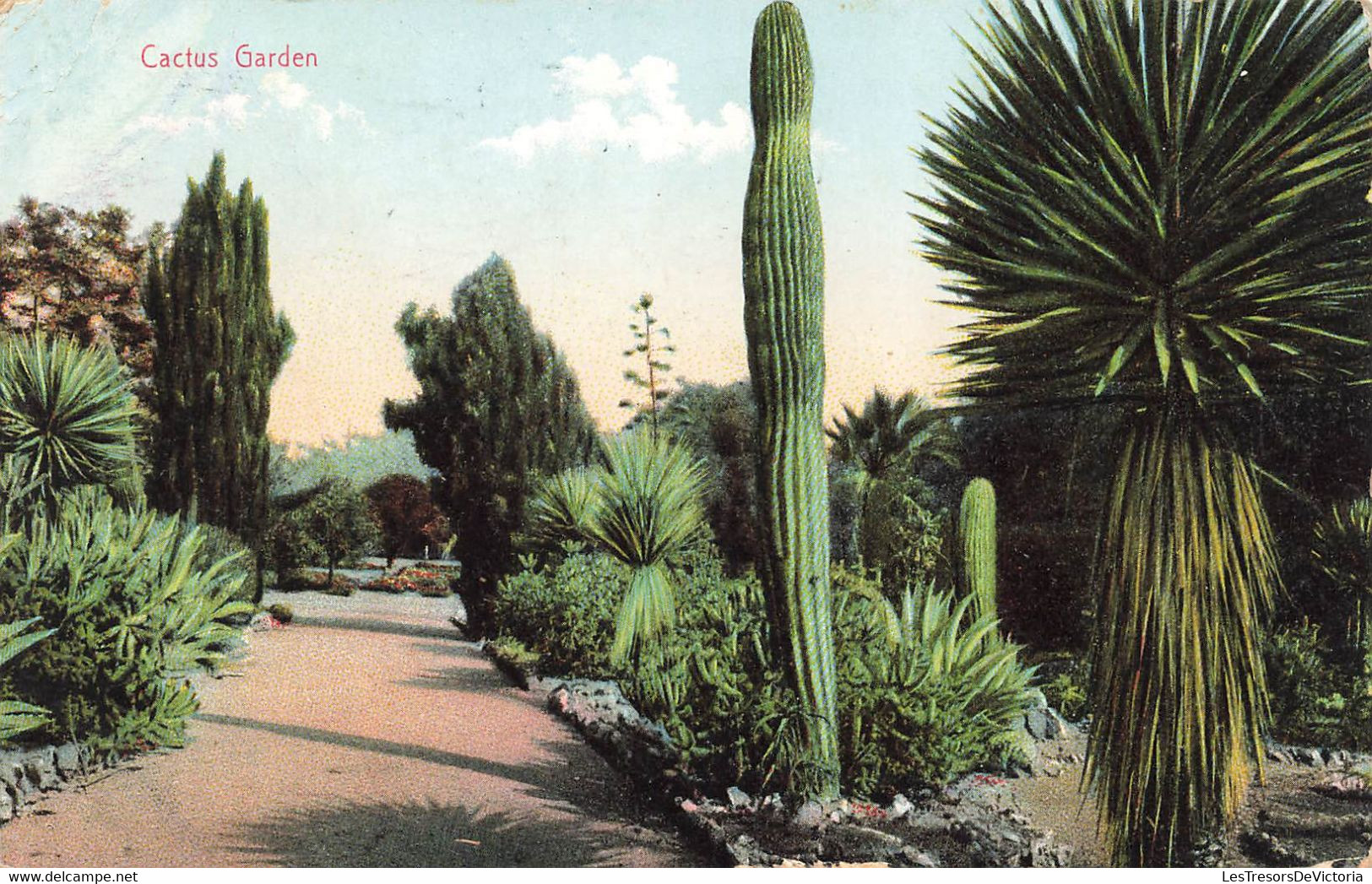 CPA Amérique - Cactus Garden - 1907 - Jardin De Cactus - Altri & Non Classificati