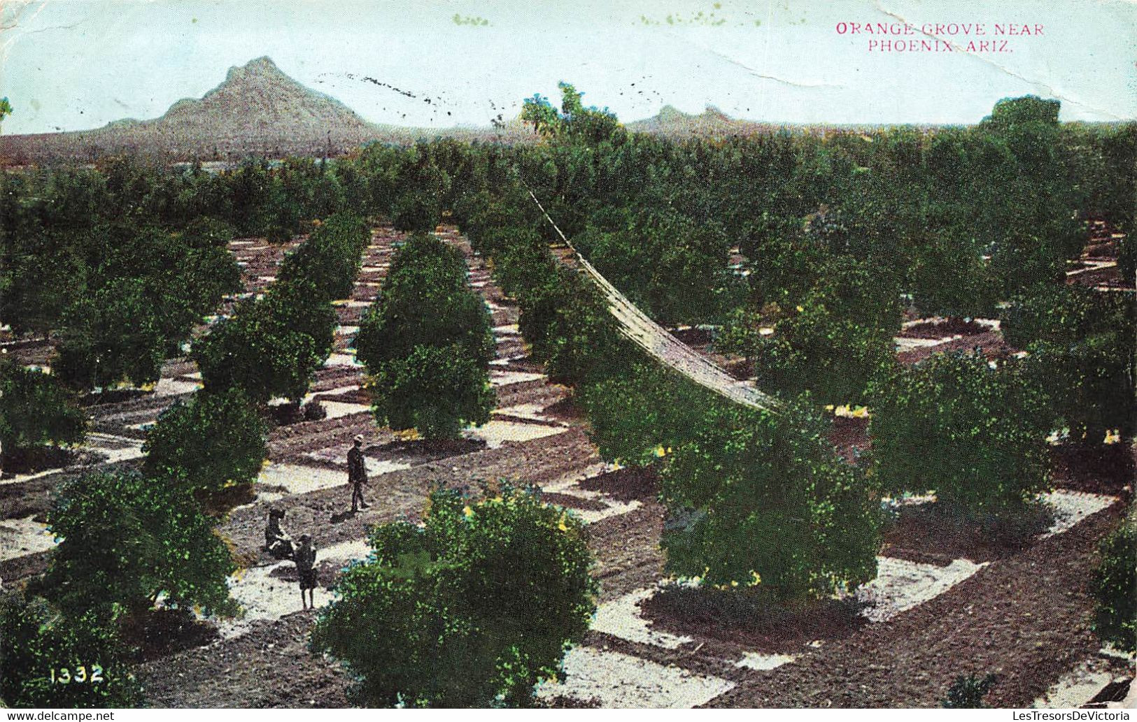 CPA Amérique - Orange Grove Near Phoenix - Arizona - Other & Unclassified