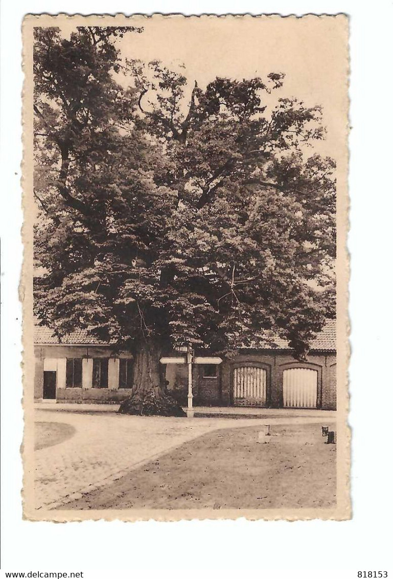 ZOERSEL - De Lindeboom 1953 (zegel Verwijderd) - Zoersel