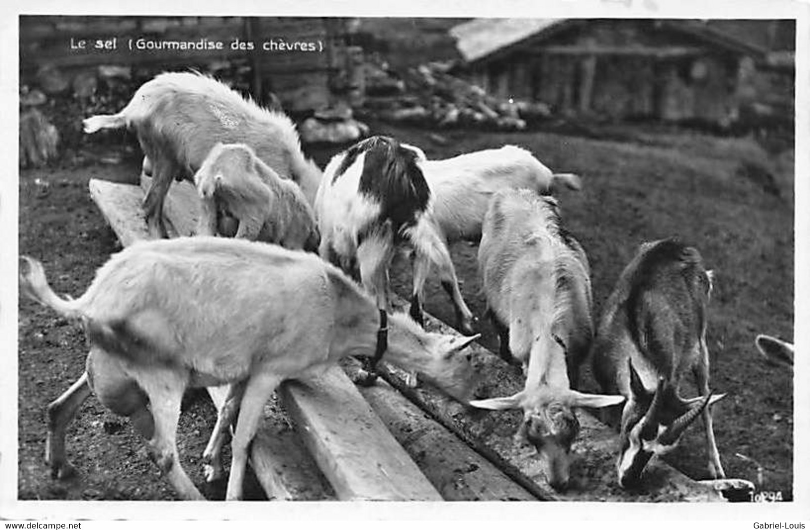 Le Sel Gourmandises Des Chèvres Ziegen Salz - Other & Unclassified