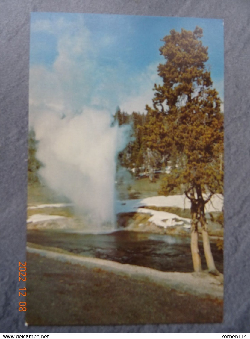 RIVERSIDE GEYSER  YELLOWSTONE NATIONAL PARK - Yellowstone