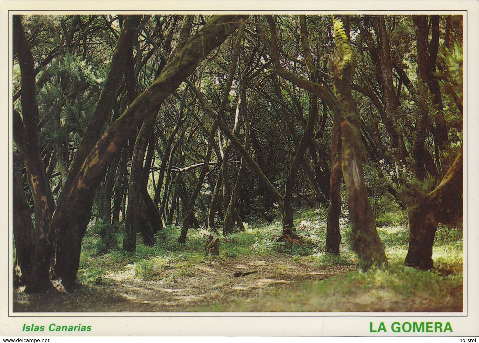 Spanien - Gomera - Der Wald Von Garajonay - Gomera