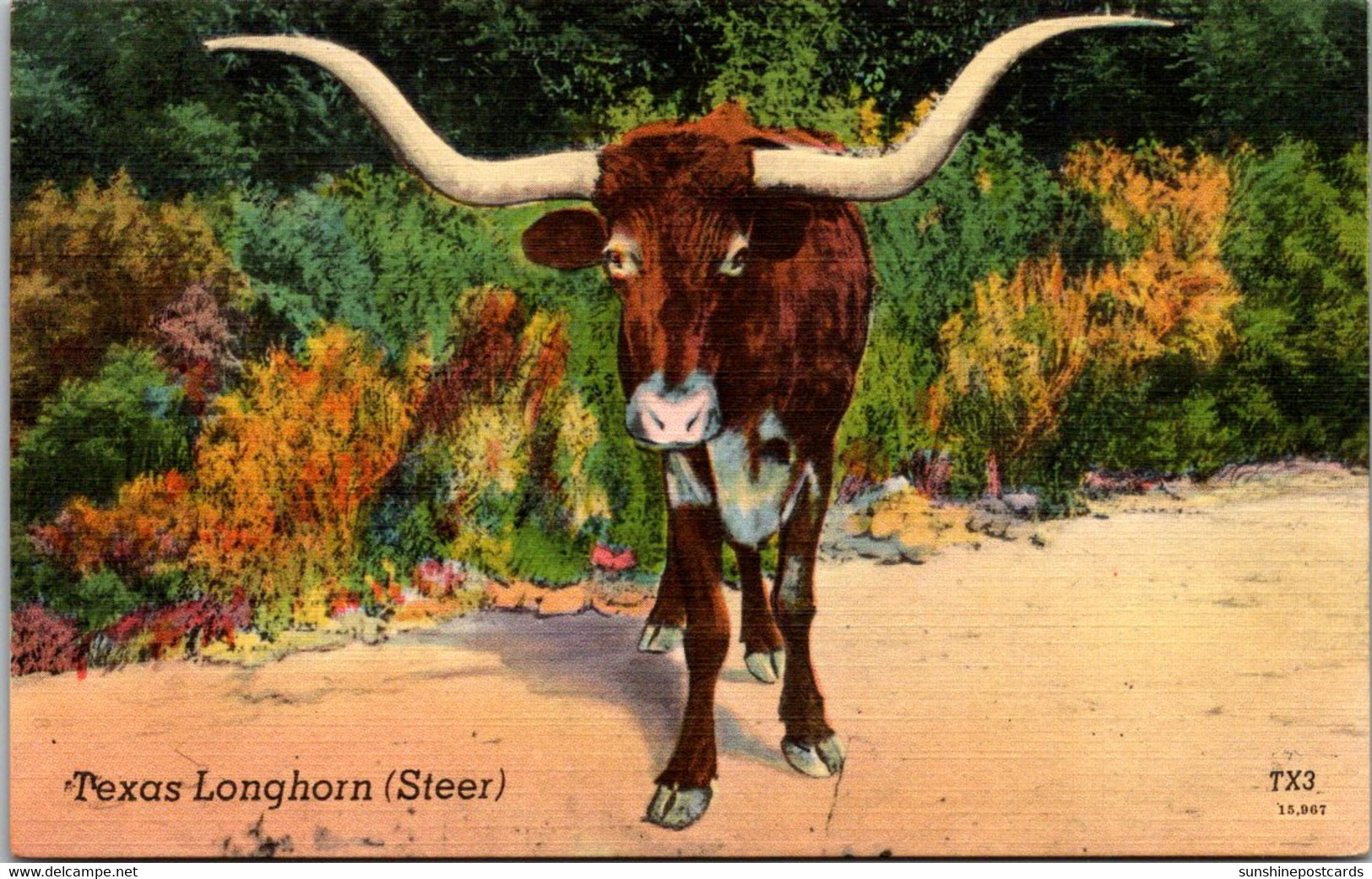 Bulls Texas Long Horn Steer - Taureaux