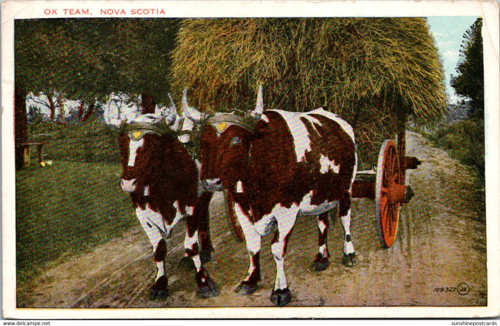 Bulls Ox Team Pulling Wagon Load Of Hay Nova Scotia Canada 1929 - Taureaux