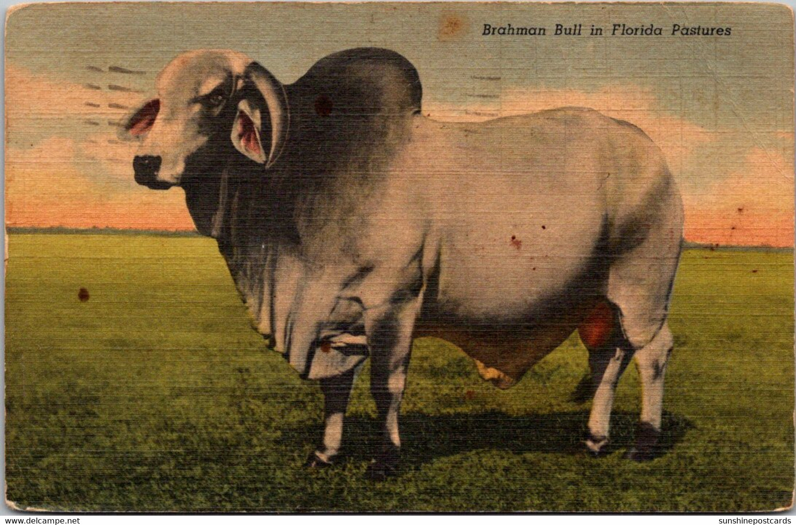 Bulls Brahman Bull In Florida Pasture 1950 Curteich - Taureaux