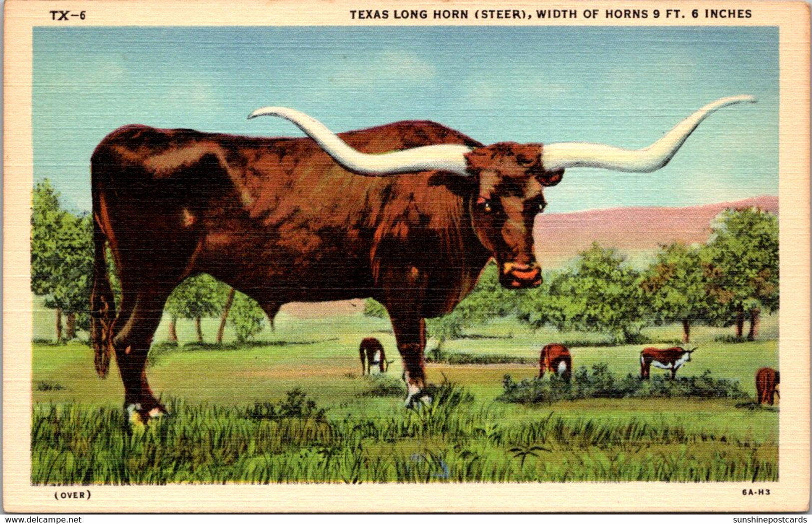 Bulls Texas Long Horn Steer Curteich - Taureaux