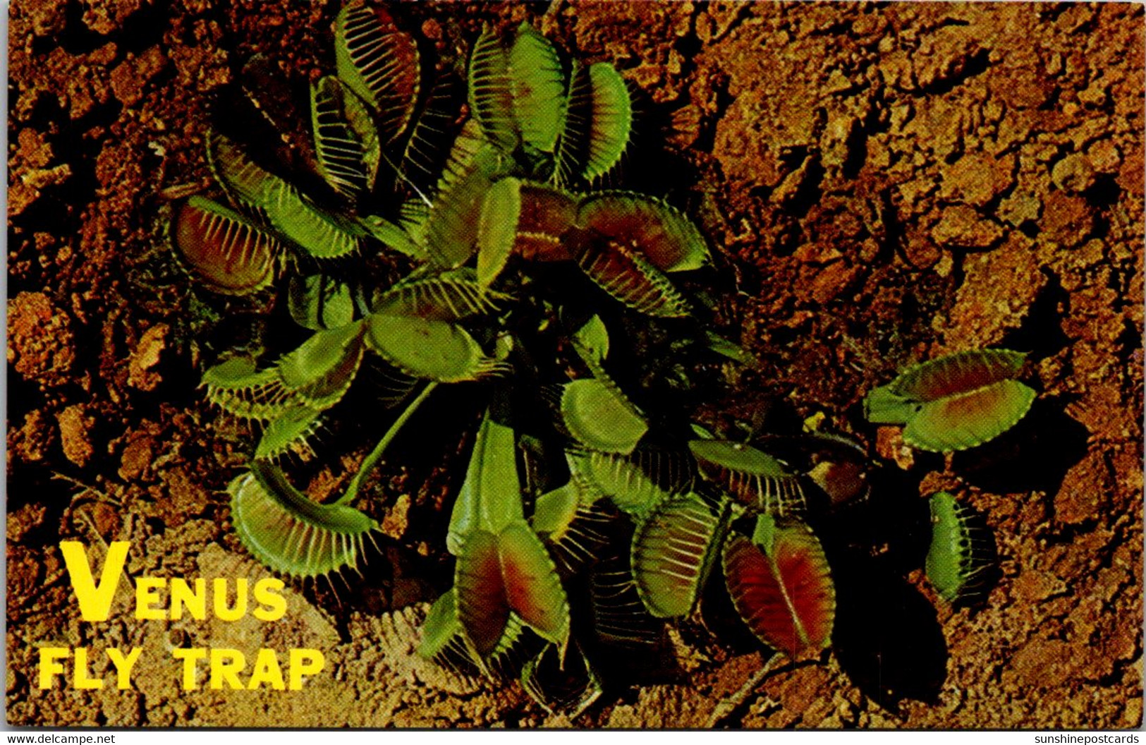 Plants Venus Fly Trap - Piante Velenose