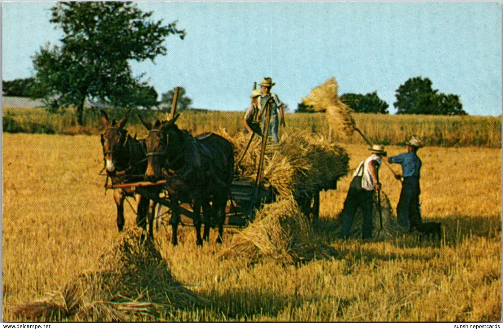 Pennsylvania Amishland Golden Harvest Time Amish And Mennonite Farmers Harvesting Wheat - Lancaster