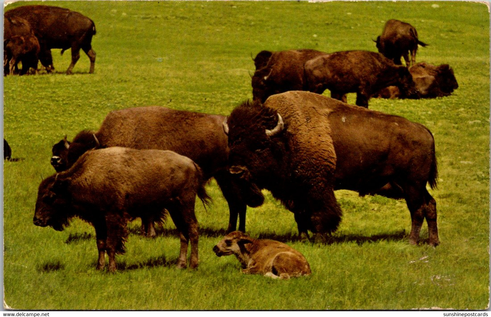 Buffaloes In Custer State Park In The Black Hills Of South Dakota - Taureaux