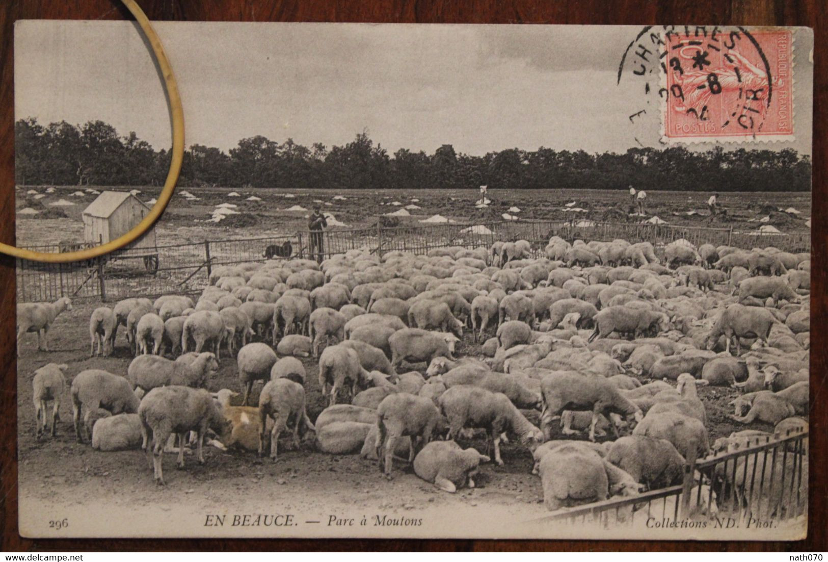 1904 Cpa Ak En Beauce Parc à Moutons Agneaux élevage Berger - Crías