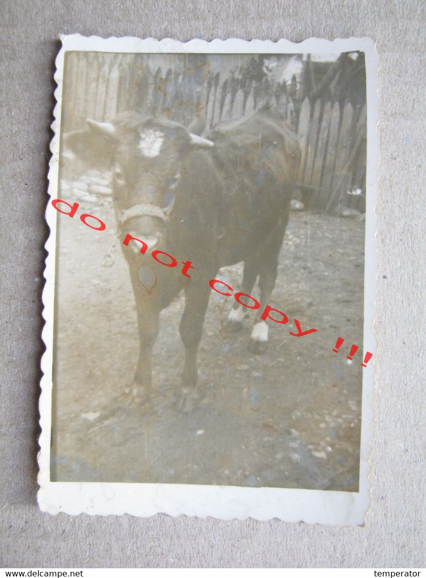 Black Bull Or Ox ( Old Real Photo ) - Taureaux