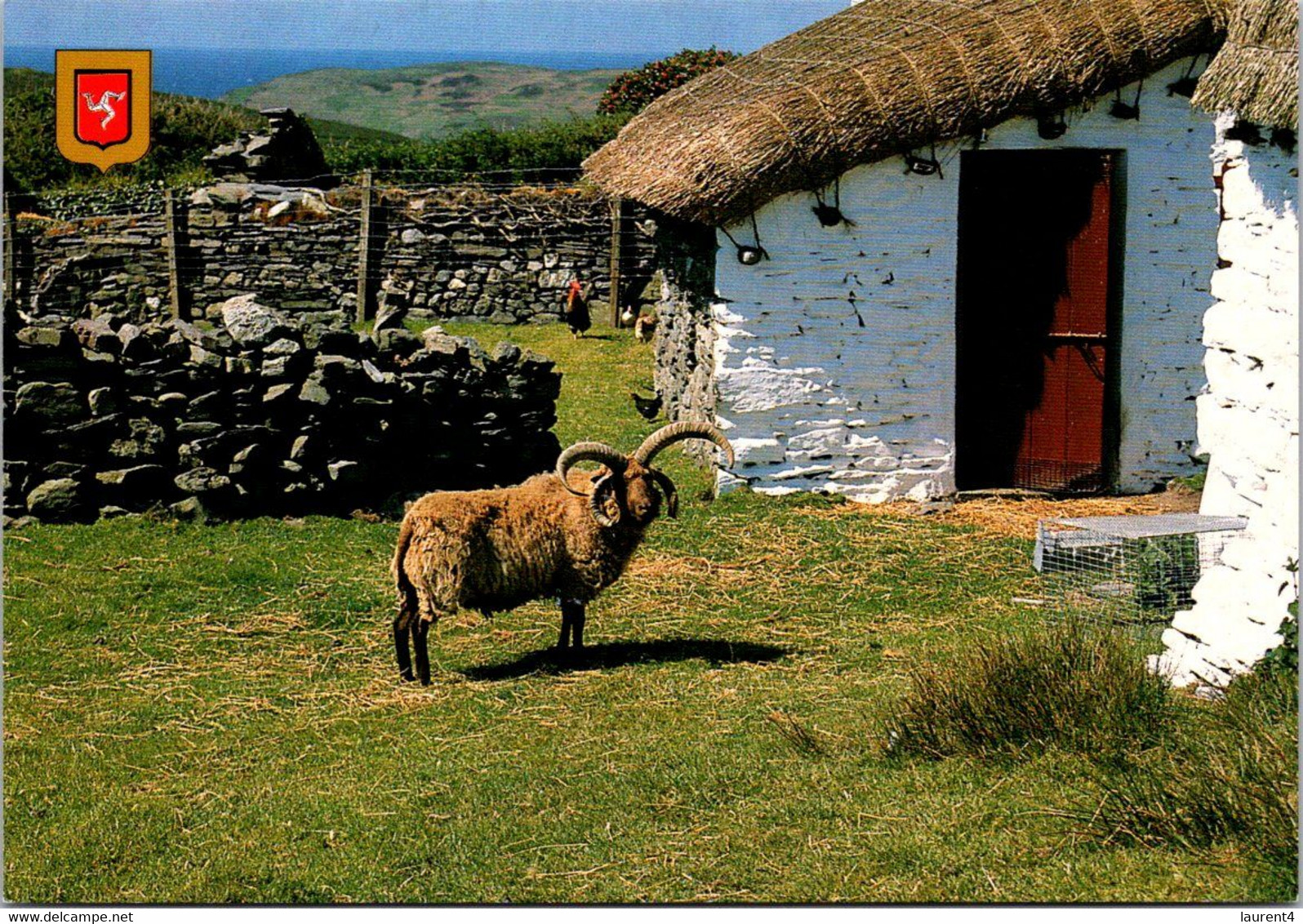 (4 M 28) Isle Of Man - Posted - Four Honed Loaghtan Sheep/ Mouton - Isle Of Man