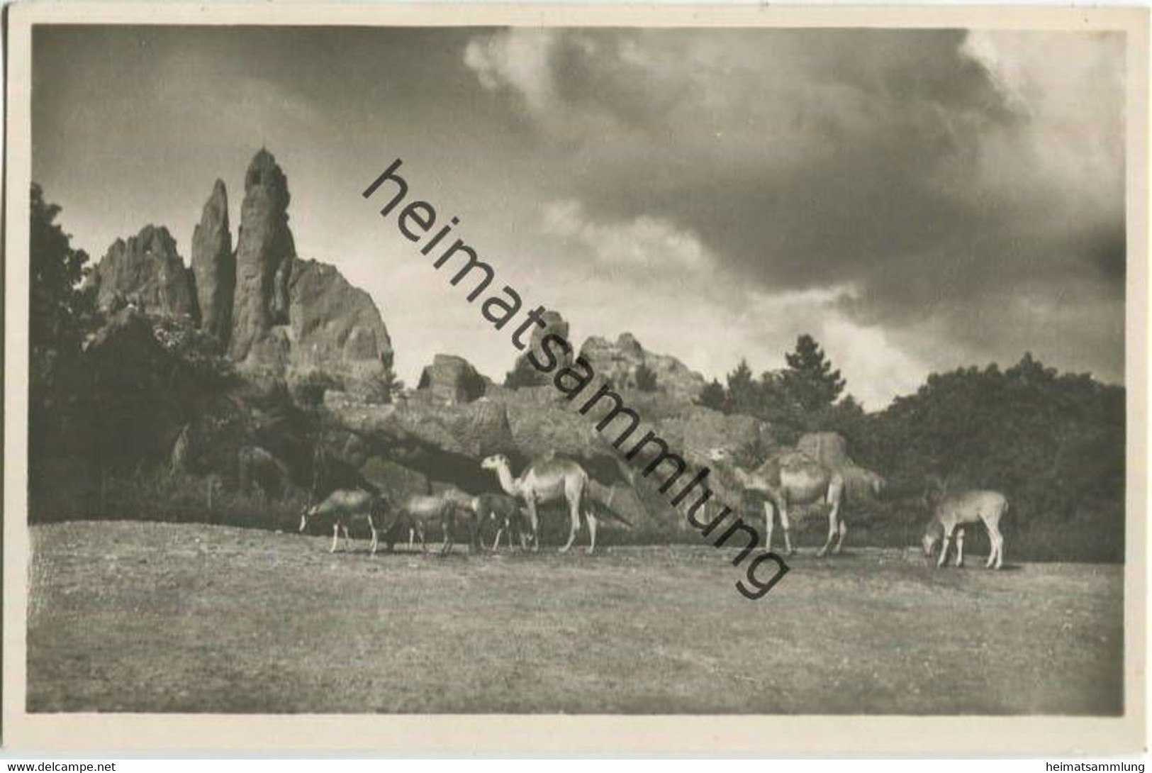 Hamburg - Stellingen - Carl Hagenbeck S Tierpark - Afrikanische Steppe - Foto-Ansichtskarte - Stellingen