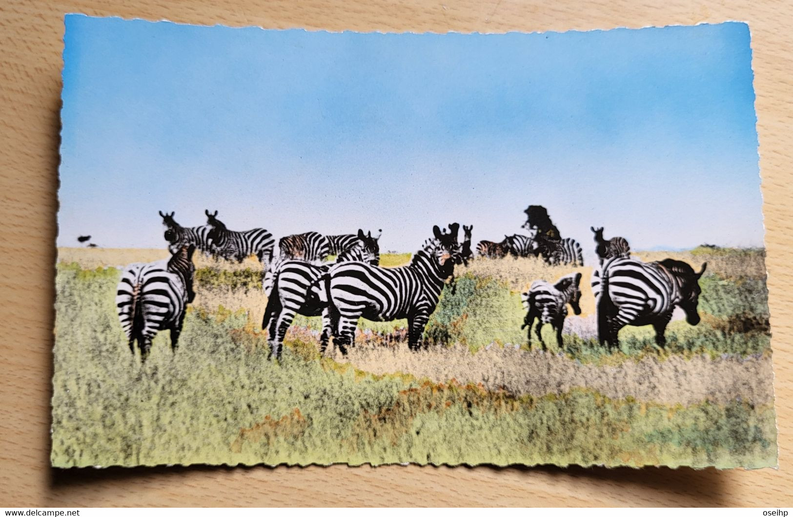 CPSM Afrique Faune Africaine Troupeau De Zèbres ZEBRE Mahuzier Photo Véritable HOA QUI 1100 - Zebra's